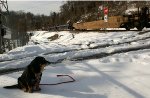 Noble dog, Trudy, watches Q13527 pass by.  Today's train almost a baretable. Just a handful of containers.